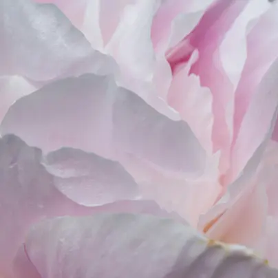 Wheelers of Chiswick